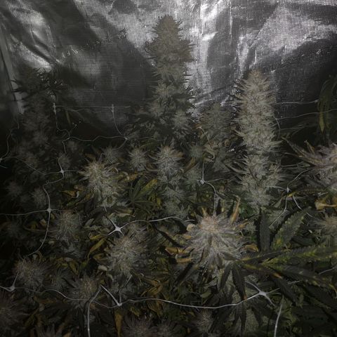 Grape Diamonds 2 growlog timeline photo