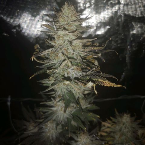 Grape Diamonds 2 growlog timeline photo