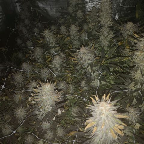 Grape Diamonds 2 growlog timeline photo