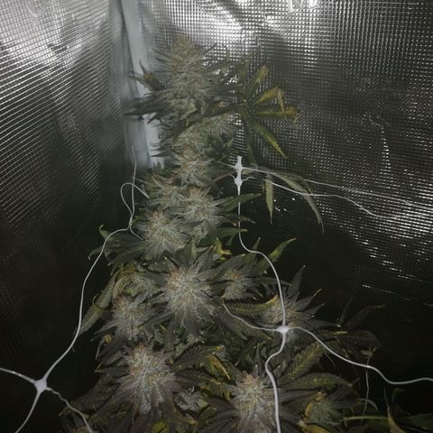 Grape Diamonds 2 growlog timeline photo