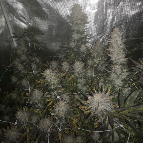 Grape Diamonds 2 growlog timeline photo