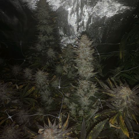 Grape Diamonds 2 growlog timeline photo