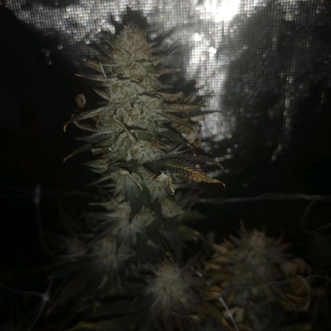 Grape Diamonds 2 growlog timeline photo