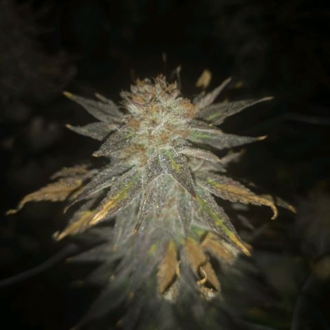 Grape Diamonds 2 growlog timeline photo