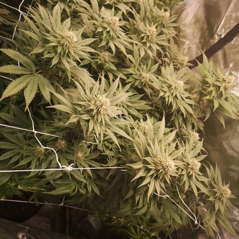 Blueberry cookies 2nd grow growlog timeline photo