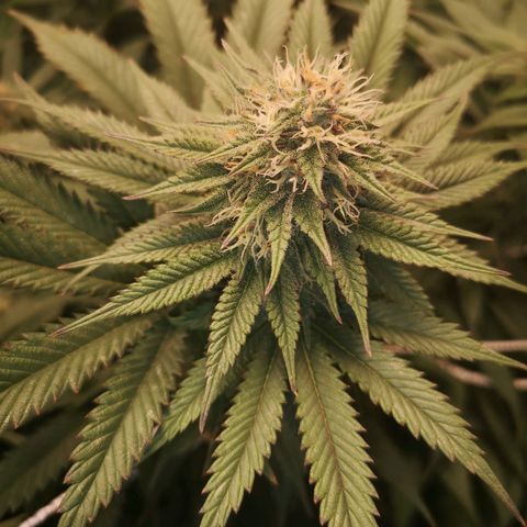 Blueberry cookies 2nd grow growlog timeline photo
