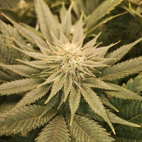 Blueberry cookies 2nd grow 2 growlog timeline photo