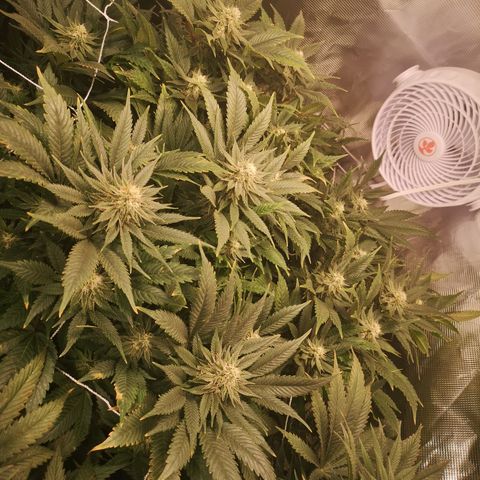 Blueberry cookies 2nd grow 2 growlog timeline photo