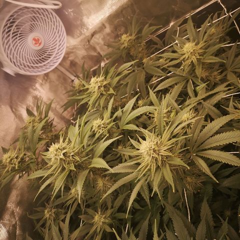 Orange cookie chem 2nd grow growlog timeline photo