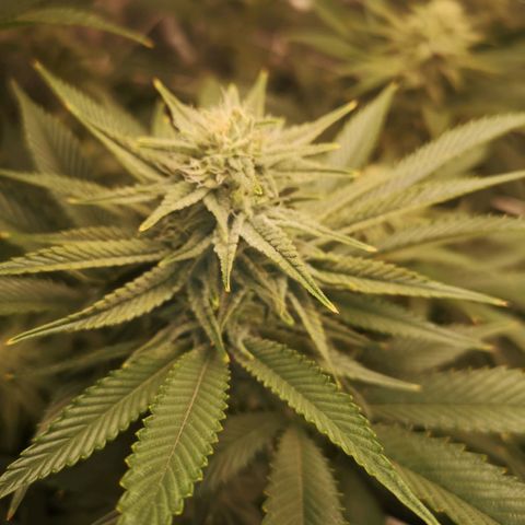 Orange cookie chem 2nd grow growlog timeline photo