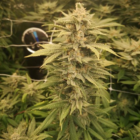 wedding cake growlog timeline photo