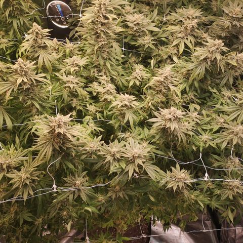 wedding cake growlog timeline photo