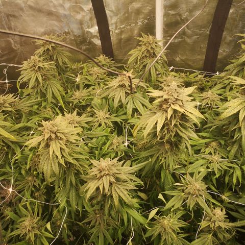 wedding cake 2 growlog timeline photo