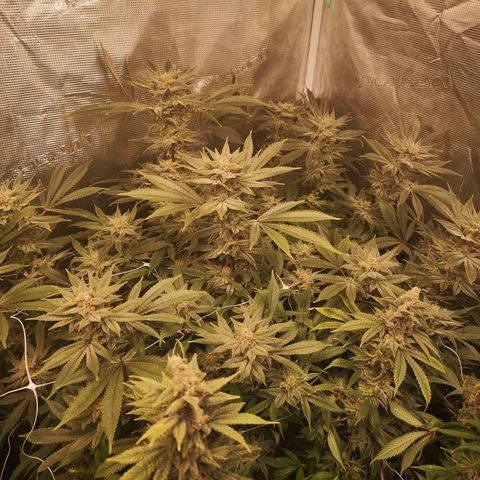 Wedding cake 3 growlog timeline photo