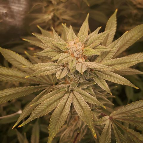 Wedding cake 3 growlog timeline photo