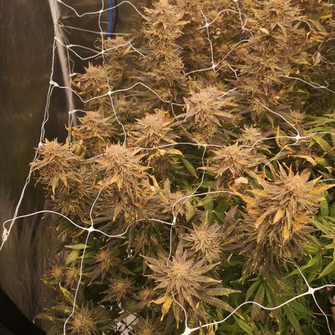 Grape Diamonds growlog timeline photo
