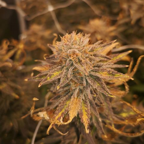 Grape Diamonds growlog timeline photo