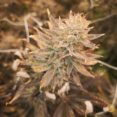 Grape Diamonds 2 growlog timeline photo
