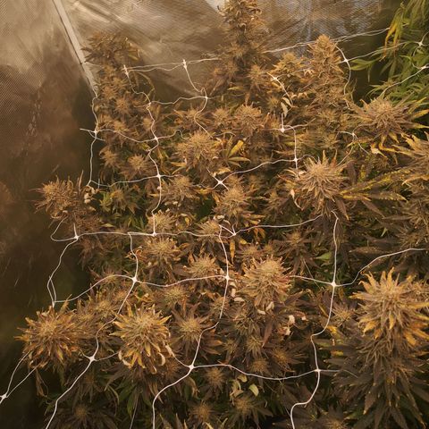 Grape Diamonds 2 growlog timeline photo