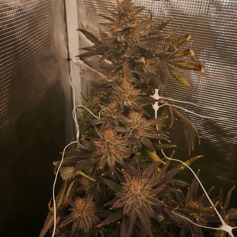 Grape Diamonds 2 growlog timeline photo