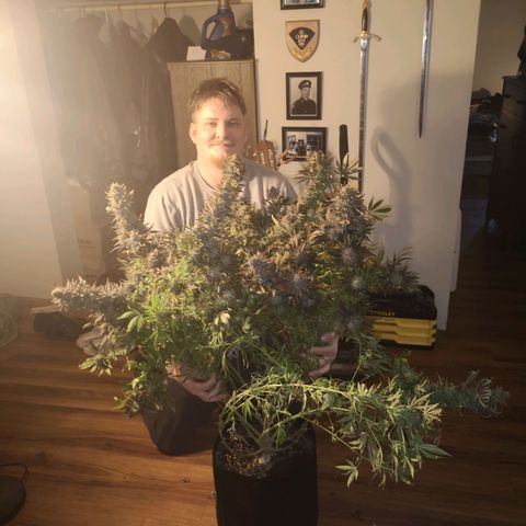 Grape Diamonds 2 growlog timeline photo