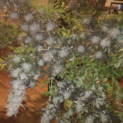 Grape Diamonds 2 growlog timeline photo