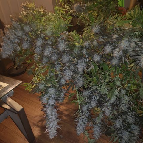 Grape Diamonds 2 growlog timeline photo