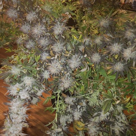 Grape Diamonds 2 growlog timeline photo