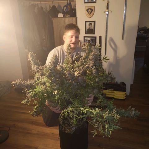 Grape Diamonds 2 growlog timeline photo