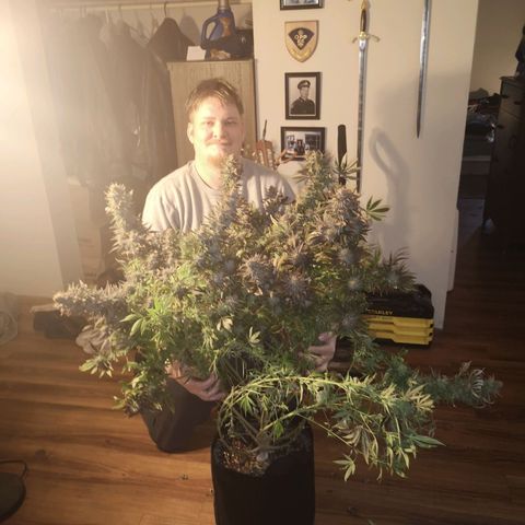 Grape Diamonds 2 growlog timeline photo