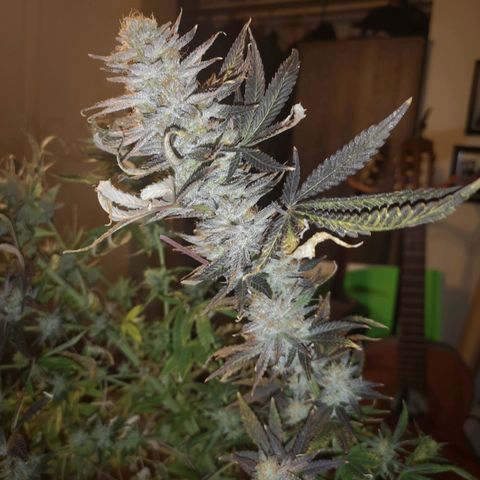 Grape Diamonds 2 growlog timeline photo