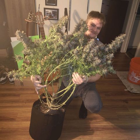 Grape Diamonds 2 growlog timeline photo