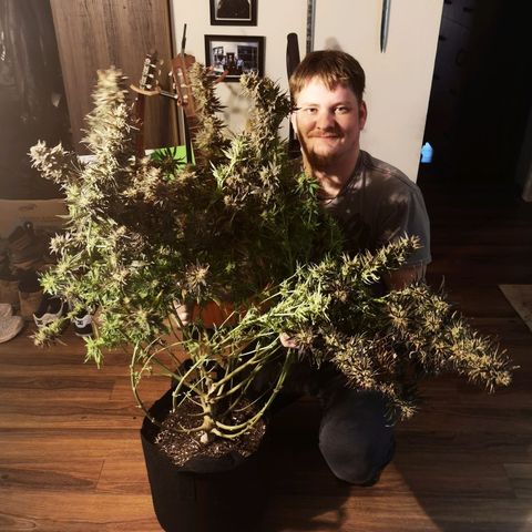 Grape Diamonds 2 growlog timeline photo
