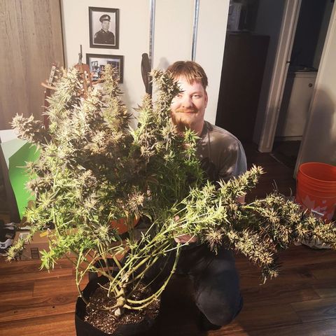 Grape Diamonds 2 growlog timeline photo