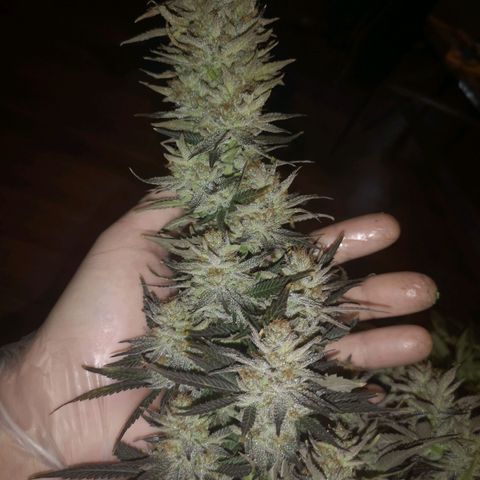 Grape Diamonds 2 growlog timeline photo
