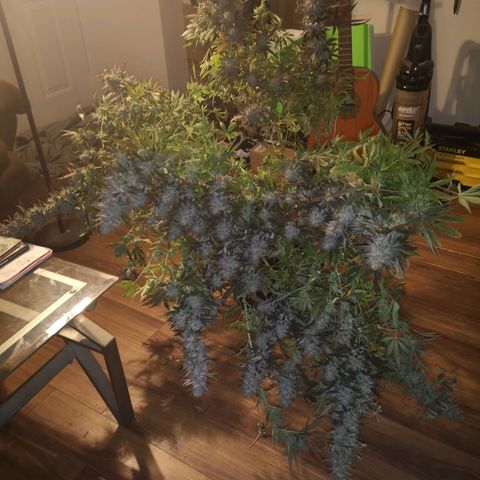 Grape Diamonds 2 growlog timeline photo