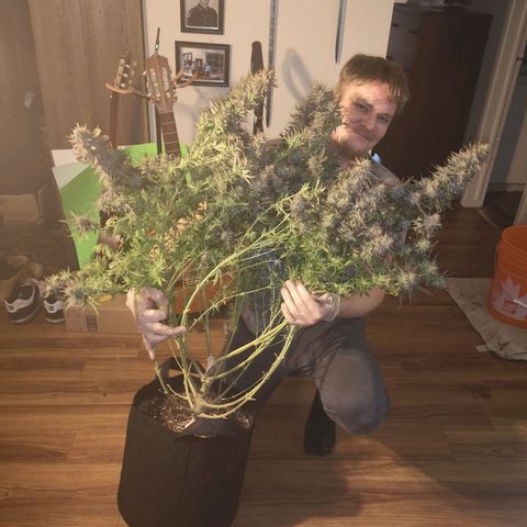 Grape Diamonds 2 growlog timeline photo