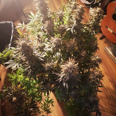 Grape Diamonds growlog timeline photo