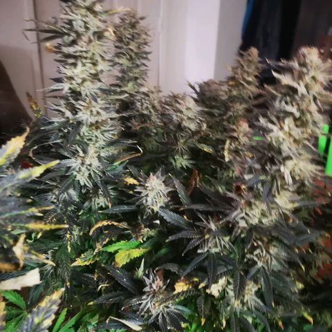 Grape Diamonds growlog timeline photo