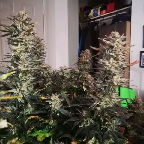 Grape Diamonds growlog timeline photo