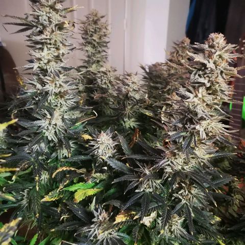 Grape Diamonds growlog timeline photo