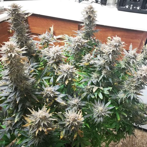 Grape Diamonds growlog timeline photo