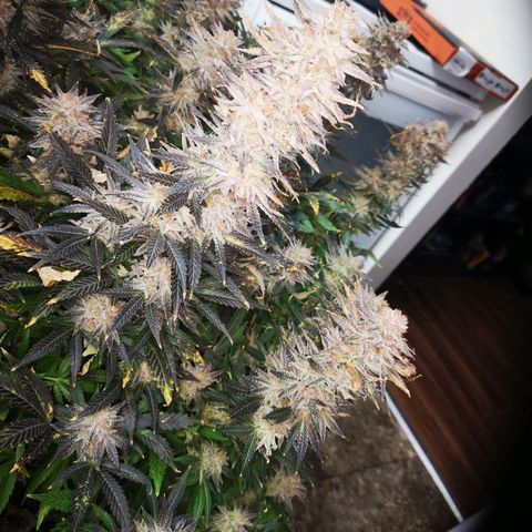 Grape Diamonds growlog timeline photo
