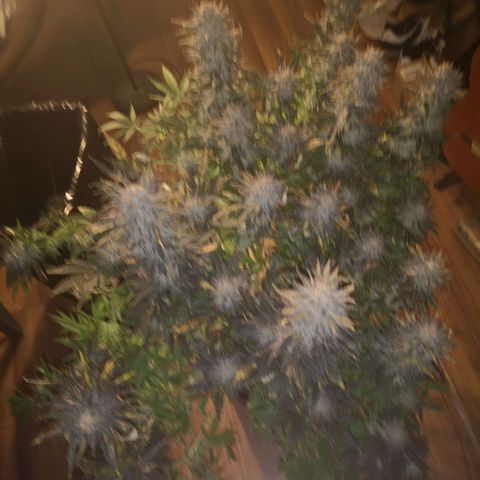 Grape Diamonds growlog timeline photo