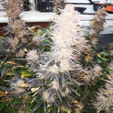 Grape Diamonds growlog timeline photo