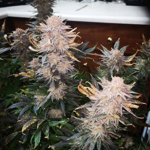 Grape Diamonds growlog timeline photo