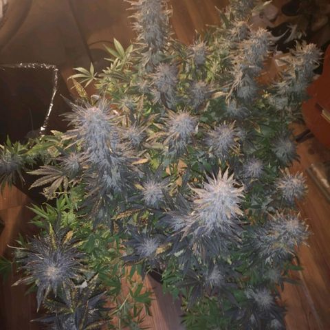 Grape Diamonds growlog timeline photo