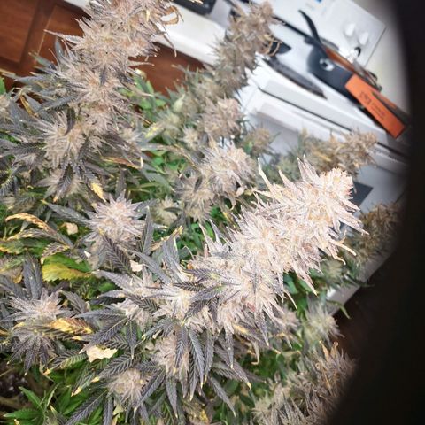 Grape Diamonds growlog timeline photo
