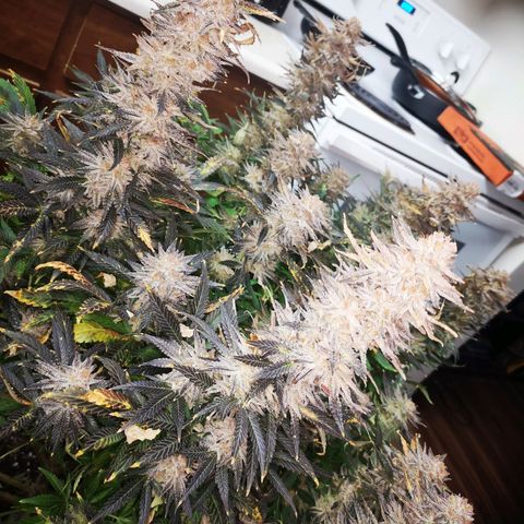 Grape Diamonds growlog timeline photo