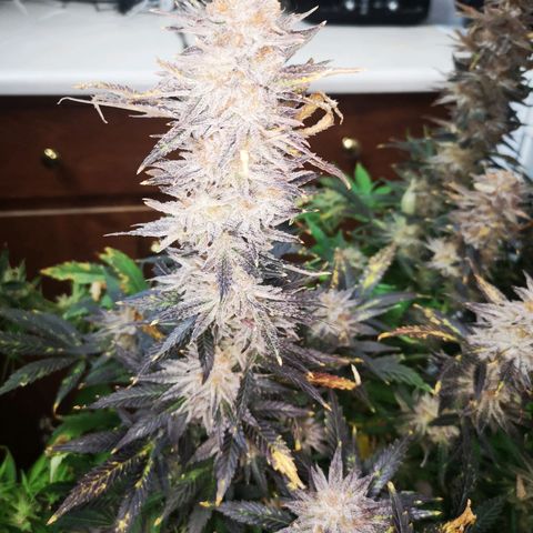 Grape Diamonds growlog timeline photo